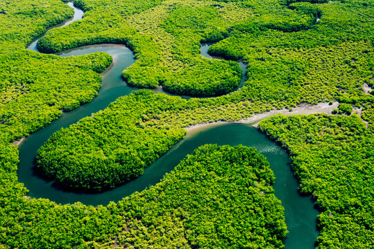 Amazon Rainforest