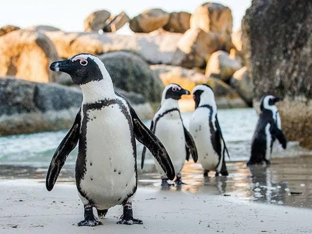 Boulders Beach