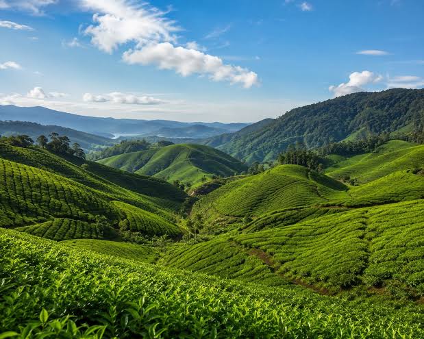 Cameron Highlands