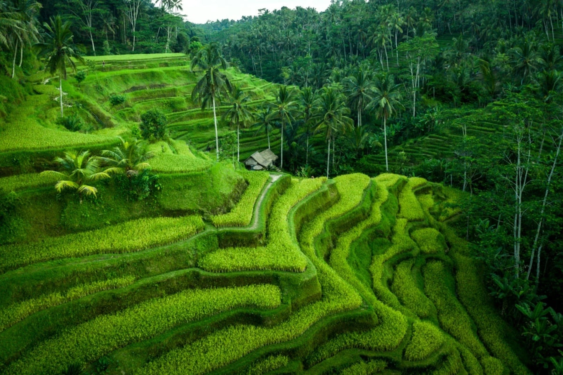 Tegallalang Rice Terraces
