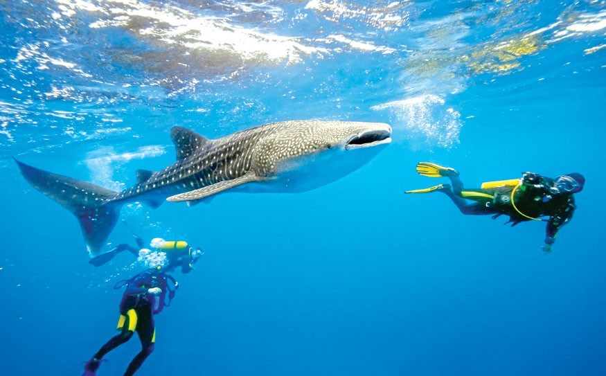 Utila